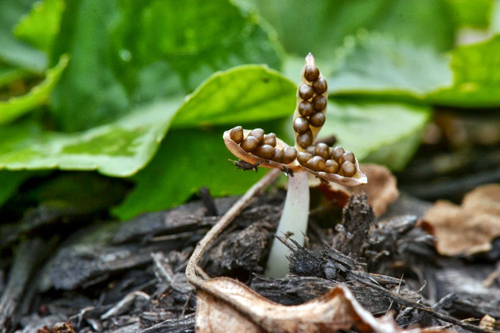 fruits-and-seeds-dispersal-fruits-and-seeds